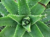 Spikey