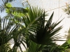 Tropical